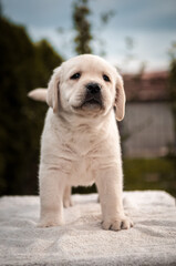 Obraz premium cute gold labrador retriver puppy