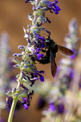 Carpenter Bee 2