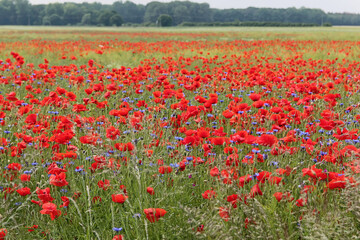 Fototapeta na wymiar Feld mit rotem Klatschmohn und blauen Kornblumen vor Bäumen bei Wismar