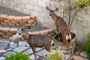 Foraging Deer 2