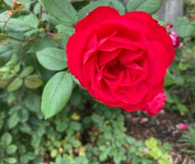beautiful red rose in the garden