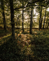 Sunlight through trees in woods