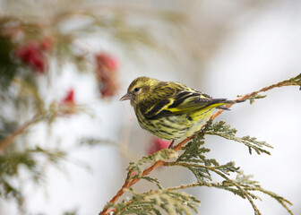 Green morph male pine siskin in winter, rare bird.  1% of population has this colouring.