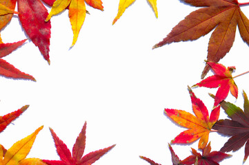 黄色と赤いカエデの葉