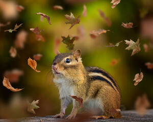 Naklejka na ściany i meble Closeup of a cute chipmunk in the forest