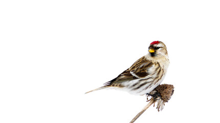 Female common redpoll on dead daisy stalk in winter, isolated.
