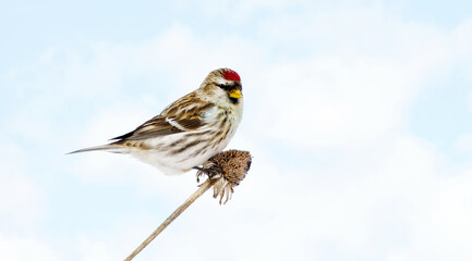 Female common redpoll in winter.