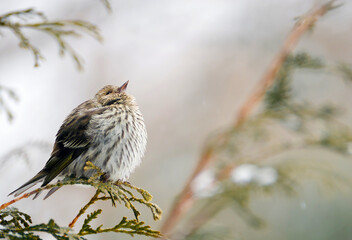 Female pine siskin bird in winter, looking up.