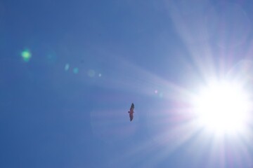 sun on the sky