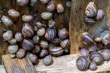 Snail farm. Industrial cultivation of edible mollusks of the species Helix aspersa muller or Cornu aspersum. Snails hide under protective shields during the day.