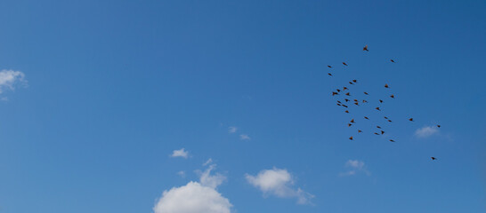 Birds in the blue sky with clouds. Flight of birds in the blue sky.
