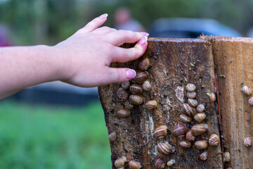 Snail farm. Industrial cultivation of edible mollusks of the species Helix aspersa muller or Cornu aspersum. Snails hide under protective shields during the day.