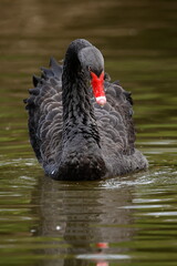 Fototapeta premium Black swan