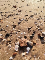 Sea shells on the beach