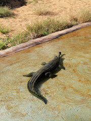 Gharial rests in the water at the zoo