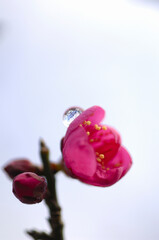 水滴の付いた紅梅