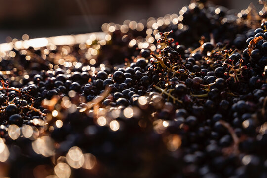 Harvesting Grapes