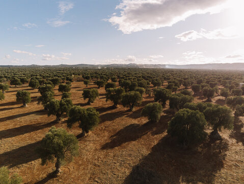 Olive tree farm from above; Drone view of olive tree plantation