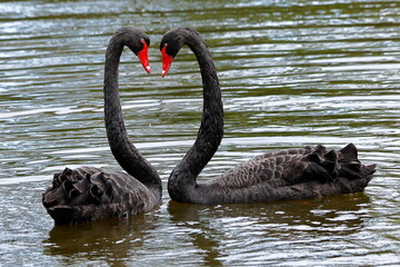 Black swans formed a heart - Cygnus atratus