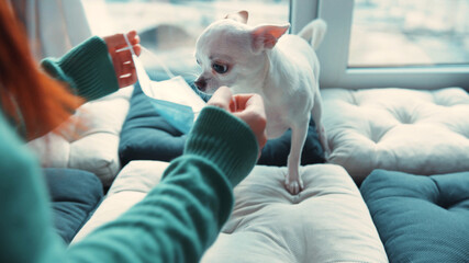Young red-haired woman trying to put on medical mask on beautiful white Chihuahua. Tiny cute...