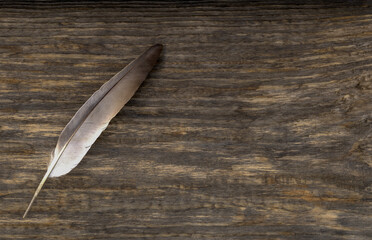 A goose feather on the rustic wooden background.