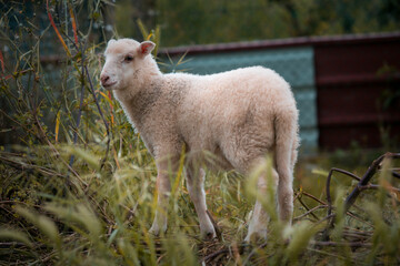 Naklejka na ściany i meble Junior sheep on a farm in the north of Portugal, breeding sheep.
