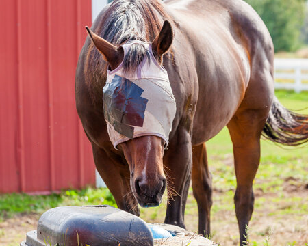A brown horse with a homemade eye patch and fly mask in front of a waterer and a red shed.