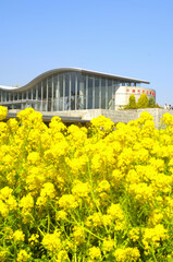 Obraz premium 菜の花と千葉市花の美術館