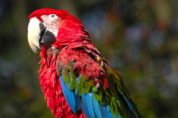 インコ