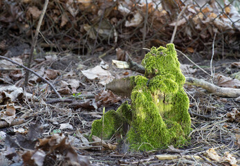 Moss overgrown with a tree stump as a fairy tale character