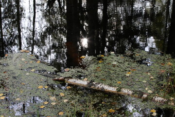 Black water with the reflection of silhouettes of trees and a sun spot on the surface of the pond with duckweed and a fallen tree in the foreground.Autumn scene at the end of the day on the lake.
