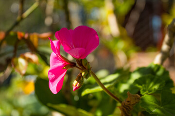 Fototapeta premium Flor rosada sobre fondo verde en la naturaleza