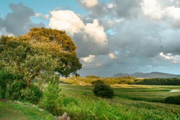 green fields with three and mountain