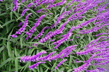 アメジストセージ