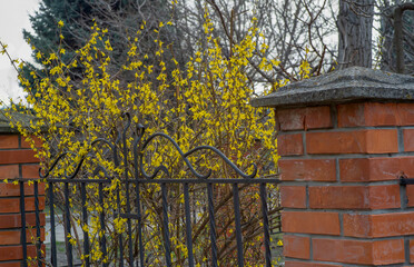 the texture of the wall from red bricks and yellow bushes as background