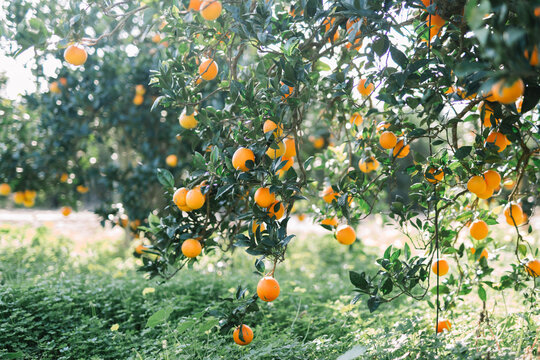 Orange trees in Italy