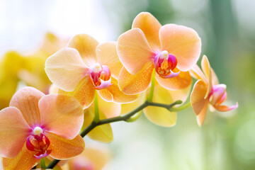 Yellow and Pink Orchid