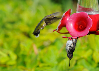 Unique image of a hummingbird hanging upside down from a feeder, in a state of torpor. © kellyplz