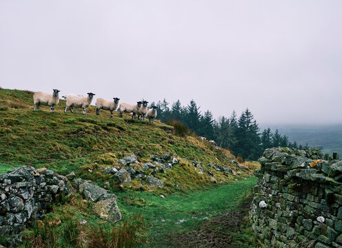 A row of sheep watching over the path below. Arkengarthdale, Yorkshire, UK.