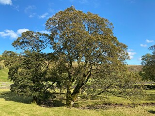 Fototapeta premium Old trees, by the roadside, in the Littondale, Skipton, UK