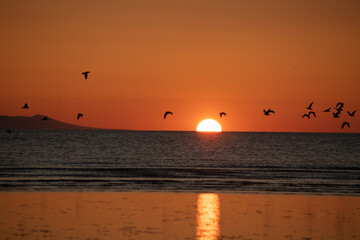 sunset on the sea with bird silhouettes