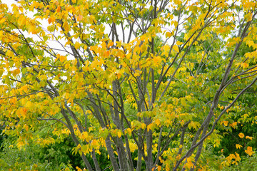 Naklejka premium ケヤキ