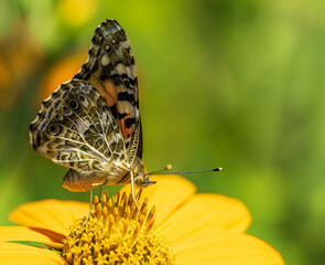 A beautiful American painted lady butterfly pollinating a zinnia. 