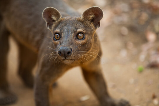 A Curious Fossa on the Prowl