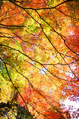 Fototapeta premium 紅葉