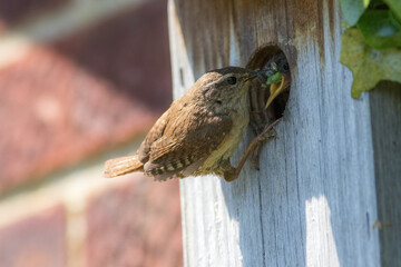 Wren. Parent bird feeding baby chick in garden nest box