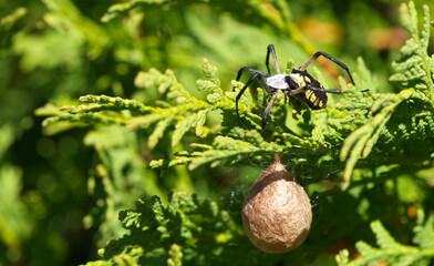 Female garden spider (argiope aurantia) with her egg sac in the fall.
