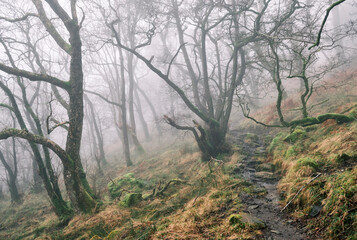 Fog in deciduous woodland. Watermillock, Ullswater, Cumbria, UK.
