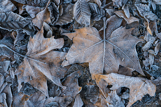 Dry and icy leaves
