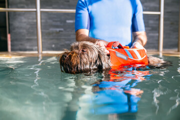 Crop coach teaching dog to swim in pool